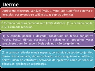 Derme
Apresenta espessura variável (máx. 3 mm); Sua superfície externa é
irregular, observando-se saliências, as papilas dérmicas.

É formada por duas camadas sem limite distintos: (1) a camada papilar
e (2) a camada reticular.

(1) A camada papilar é delgada, constituída de tecido conjuntivo
frouxo. Possui fibrilas especiais de colágeno e, pequenos vasos
sanguíneos que são responsáveis pela nutrição da epiderme.

(2) A camada reticular é mais espessa, constituída de tecido conjuntivo
denso. Nesta camada, são encontrados vasos sanguíneos e linfáticos,
nervos, além de estruturas derivadas da epiderme como os folículos
pilosos, gl. sebáceas e sudoríparas.
 