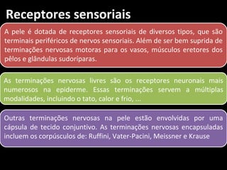 Receptores sensoriais
A pele é dotada de receptores sensoriais de diversos tipos, que são
terminais periféricos de nervos sensoriais. Além de ser bem suprida de
terminações nervosas motoras para os vasos, músculos eretores dos
pêlos e glândulas sudoríparas.

As terminações nervosas livres são os receptores neuronais mais
numerosos na epiderme. Essas terminações servem a múltiplas
modalidades, incluindo o tato, calor e frio, ...

Outras terminações nervosas na pele estão envolvidas por uma
cápsula de tecido conjuntivo. As terminações nervosas encapsuladas
incluem os corpúsculos de: Ruffini, Vater-Pacini, Meissner e Krause
 