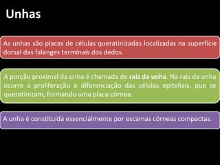 Unhas

As unhas são placas de células queratinizadas localizadas na superfície
dorsal das falanges terminais dos dedos.


A porção proximal da unha é chamada de raiz da unha. Na raiz da unha
ocorre a proliferação e diferenciação das células epiteliais, que se
queratinizam, formando uma placa córnea.


A unha é constituída essencialmente por escamas córneas compactas.
 