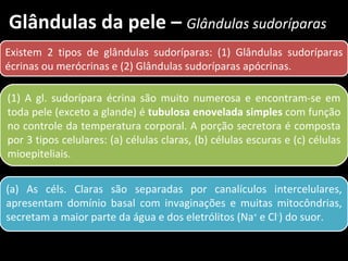 Glândulas da pele – Glândulas sudoríparas
Existem 2 tipos de glândulas sudoríparas: (1) Glândulas sudoríparas
écrinas ou merócrinas e (2) Glândulas sudoríparas apócrinas.

(1) A gl. sudorípara écrina são muito numerosa e encontram-se em
toda pele (exceto a glande) é tubulosa enovelada simples com função
no controle da temperatura corporal. A porção secretora é composta
por 3 tipos celulares: (a) células claras, (b) células escuras e (c) células
mioepiteliais.


(a) As céls. Claras são separadas por canalículos intercelulares,
apresentam domínio basal com invaginações e muitas mitocôndrias,
secretam a maior parte da água e dos eletrólitos (Na+ e Cl-) do suor.
 