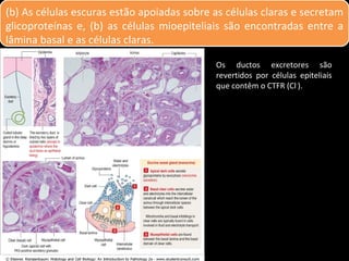 (b) As células escuras estão apoiadas sobre as células claras e secretam
glicoproteínas e, (b) as células mioepiteliais são encontradas entre a
lâmina basal e as células claras.

                                            Os ductos excretores são
                                            revertidos por células epiteliais
                                            que contêm o CTFR (Cl-).
 