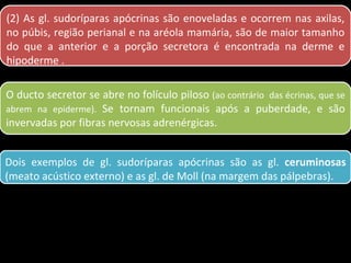 (2) As gl. sudoríparas apócrinas são enoveladas e ocorrem nas axilas,
no púbis, região perianal e na aréola mamária, são de maior tamanho
do que a anterior e a porção secretora é encontrada na derme e
hipoderme .

O ducto secretor se abre no folículo piloso (ao contrário das écrinas, que se
abrem na epiderme). Se tornam funcionais após a puberdade, e são
invervadas por fibras nervosas adrenérgicas.


Dois exemplos de gl. sudoríparas apócrinas são as gl. ceruminosas
(meato acústico externo) e as gl. de Moll (na margem das pálpebras).
 