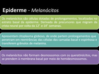 Epiderme - Melanócitos
 