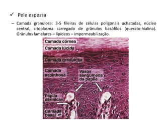  Pele espessa
– Camada granulosa: 3-5 fileiras de células poligonais achatadas, núcleo
central, citoplasma carregado de grânulos basófilos (querato-hialina).
Grânulos lamelares – lipídeos – impermeabilização.
 