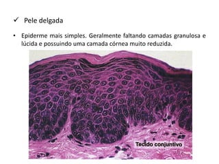  Pele delgada
• Epiderme mais simples. Geralmente faltando camadas granulosa e
lúcida e possuindo uma camada córnea muito reduzida.
 