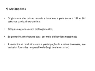  Melanócitos
• Originam-se das cristas neurais e invadem a pele entre a 12ª e 14ª
semanas da vida intra-uterina;
• Citoplasma globoso com prolongamentos;
• Se prendem à membrana basal por meio de hemidesmossomos;
• A melanina é produzida com a participação da enzima tirosinase, em
vesículas formadas no aparelho de Golgi (melanossomos)
 