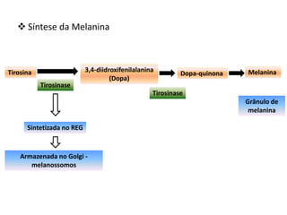 Síntese da Melanina
Tirosina 3,4-diidroxifenilalanina
(Dopa)
Dopa-quinona
Tirosinase
Melanina
Tirosinase
Grânulo de
melanina
Sintetizada no REG
Armazenada no Golgi -
melanossomos
 