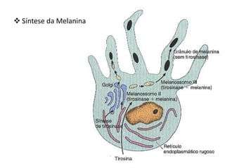  Síntese da Melanina
 