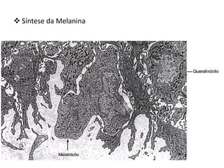  Síntese da Melanina
 