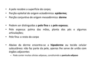 • A pele recobre a superfície do corpo;
• Porção epitelial de origem ectodérmica: epiderme;
• Porção conjuntiva de origem mesodérmica: derme
• Podem ser distinguidas a pele fina e a pele espessa;
• Pele espessa: palma das mãos, planta dos pés e algumas
articulações;
• Pele fina: o resto do corpo
• Abaixo da derme encontra-se a hipoderme ou tecido celular
subcutâneo: não faz parte da pele, apenas lhe serve de união com
órgãos adjacentes
– Pode conter muitas células adiposas, constituindo o panículo adiposo
 