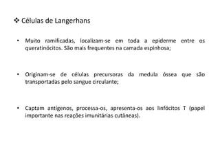  Células de Langerhans
• Muito ramificadas, localizam-se em toda a epiderme entre os
queratinócitos. São mais frequentes na camada espinhosa;
• Originam-se de células precursoras da medula óssea que são
transportadas pelo sangue circulante;
• Captam antígenos, processa-os, apresenta-os aos linfócitos T (papel
importante nas reações imunitárias cutâneas).
 