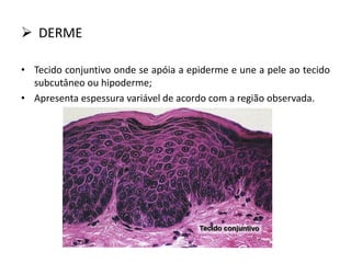  DERME
• Tecido conjuntivo onde se apóia a epiderme e une a pele ao tecido
subcutâneo ou hipoderme;
• Apresenta espessura variável de acordo com a região observada.
 