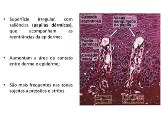 • Superfície irregular, com
saliências (papilas dérmicas),
que acompanham as
reentrâncias da epiderme;
• Aumentam a área de contato
entre derme e epiderme;
• São mais frequentes nas zonas
sujeitas a pressões e atritos
 