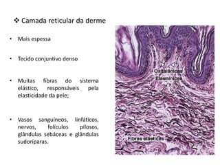  Camada reticular da derme
• Mais espessa
• Tecido conjuntivo denso
• Muitas fibras do sistema
elástico, responsáveis pela
elasticidade da pele;
• Vasos sanguíneos, linfáticos,
nervos, folículos pilosos,
glândulas sebáceas e glândulas
sudoríparas.
 