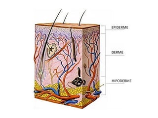 EPIDERME
DERME
HIPODERME
 