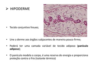  HIPODERME
• Tecido conjuntivo frouxo;
• Une a derme aos órgãos subjacentes de maneira pouco firme;
• Poderá ter uma camada variável de tecido adiposo (panículo
adiposo);
• O panículo modela o corpo, é uma reserva de energia e proporciona
proteção contra o frio (isolante térmico)
 