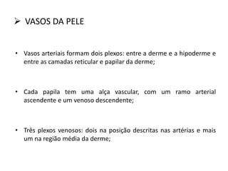  VASOS DA PELE
• Vasos arteriais formam dois plexos: entre a derme e a hipoderme e
entre as camadas reticular e papilar da derme;
• Cada papila tem uma alça vascular, com um ramo arterial
ascendente e um venoso descendente;
• Três plexos venosos: dois na posição descritas nas artérias e mais
um na região média da derme;
 