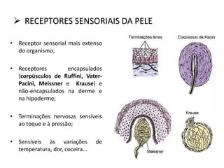  RECEPTORES SENSORIAIS DA PELE
• Receptor sensorial mais extenso
do organismo;
• Receptores encapsulados
(corpúsculos de Ruffini, Vater-
Pacini, Meissner e Krause) e
não-encapsulados na derme e
na hipoderme;
• Terminações nervosas sensíveis
ao toque e à pressão;
• Sensíveis às variações de
temperatura, dor, coceira...
 
