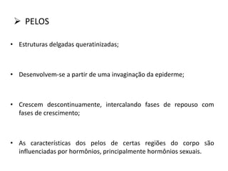  PELOS
• Estruturas delgadas queratinizadas;
• Desenvolvem-se a partir de uma invaginação da epiderme;
• Crescem descontinuamente, intercalando fases de repouso com
fases de crescimento;
• As características dos pelos de certas regiões do corpo são
influenciadas por hormônios, principalmente hormônios sexuais.
 
