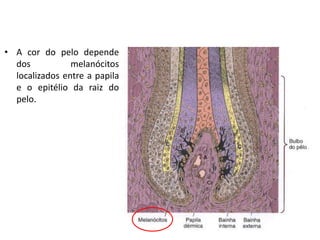 • A cor do pelo depende
dos melanócitos
localizados entre a papila
e o epitélio da raiz do
pelo.
 