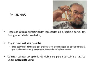  UNHAS
• Placas de células queratinizadas localizadas na superfície dorsal das
falanges terminais dos dedos;
• Porção proximal: raiz da unha
– onde ocorre sua formação, por proliferação e diferenciação de células epiteliais,
que gradualmente se queratinizam, formando uma placa córnea
• Camada córnea do epitélio da dobra de pele que cobre a raiz da
unha: cutícula da unha
 