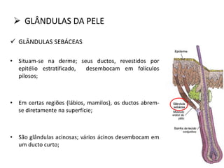  GLÂNDULAS DA PELE
 GLÂNDULAS SEBÁCEAS
• Situam-se na derme; seus ductos, revestidos por
epitélio estratificado, desembocam em folículos
pilosos;
• Em certas regiões (lábios, mamilos), os ductos abrem-
se diretamente na superfície;
• São glândulas acinosas; vários ácinos desembocam em
um ducto curto;
 