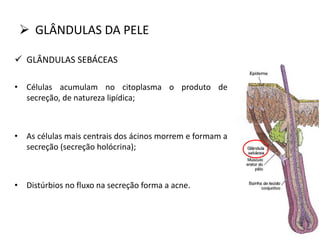  GLÂNDULAS DA PELE
 GLÂNDULAS SEBÁCEAS
• Células acumulam no citoplasma o produto de
secreção, de natureza lipídica;
• As células mais centrais dos ácinos morrem e formam a
secreção (secreção holócrina);
• Distúrbios no fluxo na secreção forma a acne.
 