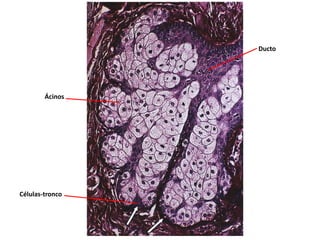 Células-tronco
Ácinos
Ducto
 
