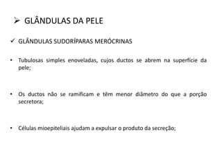  GLÂNDULAS DA PELE
 GLÂNDULAS SUDORÍPARAS MERÓCRINAS
• Tubulosas simples enoveladas, cujos ductos se abrem na superfície da
pele;
• Os ductos não se ramificam e têm menor diâmetro do que a porção
secretora;
• Células mioepiteliais ajudam a expulsar o produto da secreção;
 