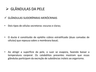  GLÂNDULAS DA PELE
 GLÂNDULAS SUDORÍPARAS MERÓCRINAS
• Dois tipos de células secretoras: escuras e claras;
• O ducto é constituído de epitélio cúbico estratificado (duas camadas de
células) que repousa sobre a membrana basal;
• Ao atingir a superfície da pele, o suor se evapora, fazendo baixar a
temperatura corporal. Os catabólitos presentes mostram que essas
glândulas participam da excreção de substâncias inúteis ao organismo.
 