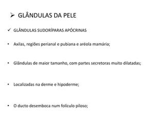  GLÂNDULAS DA PELE
 GLÂNDULAS SUDORÍPARAS APÓCRINAS
• Axilas, regiões perianal e pubiana e aréola mamária;
• Glândulas de maior tamanho, com partes secretoras muito dilatadas;
• Localizadas na derme e hipoderme;
• O ducto desemboca num folículo piloso;
 