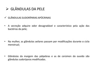  GLÂNDULAS DA PELE
 GLÂNDULAS SUDORÍPARAS APÓCRINAS
• A secreção adquire odor desagradável e característico pela ação das
bactérias da pele;
• Na mulher, as glândulas axilares passam por modificações durante o ciclo
menstrual;
• Glândulas da margem das pálpebras e as de cerúmen do ouvido são
glândulas sudoríparas modificadas.
 