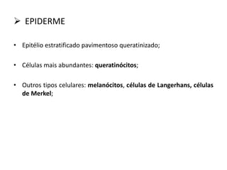  EPIDERME
• Epitélio estratificado pavimentoso queratinizado;
• Células mais abundantes: queratinócitos;
• Outros tipos celulares: melanócitos, células de Langerhans, células
de Merkel;
 