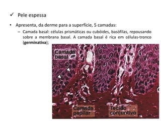  Pele espessa
• Apresenta, da derme para a superfície, 5 camadas:
– Camada basal: células prismáticas ou cubóides, basófilas, repousando
sobre a membrana basal. A camada basal é rica em células-tronco
(germinativa);
 