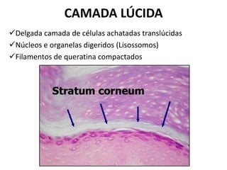 CAMADA LÚCIDA
Delgada camada de células achatadas translúcidas
Núcleos e organelas digeridos (Lisossomos)
Filamentos de queratina compactados
 
