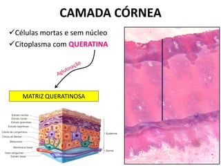 CAMADA CÓRNEA
Células mortas e sem núcleo
Citoplasma com QUERATINA




   MATRIZ QUERATINOSA
 