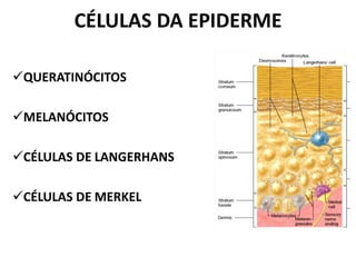 CÉLULAS DA EPIDERME

QUERATINÓCITOS

MELANÓCITOS

CÉLULAS DE LANGERHANS

CÉLULAS DE MERKEL
 