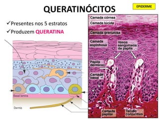 EPIDERME
               QUERATINÓCITOS
Presentes nos 5 estratos
Produzem QUERATINA
 