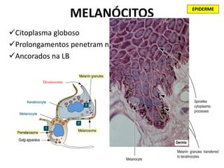 EPIDERME
                     MELANÓCITOS
Citoplasma globoso
Prolongamentos penetram nas reentrâncias espinhais
Ancorados na LB


         Desmosome
 