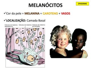 EPIDERME
               MELANÓCITOS
Cor da pele = MELANINA + CAROTENO + VASOS

LOCALIZAÇÃO: Camada Basal
 