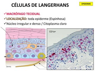 CÉLULAS DE LANGERHANS                      EPIDERME



MACRÓFAGO TECIDUAL
LOCALIZAÇÃO: toda epiderme (Espinhosa)
Núcleo irregular e denso / Citoplasma claro

                                CD1a+




                              Langerhans cell
 
