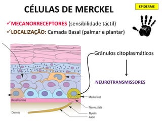 EPIDERME
      CÉLULAS DE MERCKEL
MECANORRECEPTORES (sensibilidade táctil)
LOCALIZAÇÃO: Camada Basal (palmar e plantar)


                                 Grânulos citoplasmáticos



                                 NEUROTRANSMISSORES
 