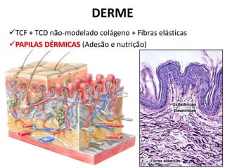 DERME
TCF + TCD não-modelado colágeno + Fibras elásticas
PAPILAS DÉRMICAS (Adesão e nutrição)



                                          •3mm pés
 