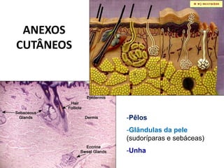 ANEXOS
CUTÂNEOS




           -Pêlos
           -Glândulas da pele
           (sudoríparas e sebáceas)
           -Unha
 