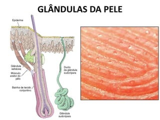 GLÂNDULAS DA PELE
 