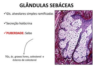 GLÂNDULAS SEBÁCEAS
Gls. alveolares simples ramificadas

Secreção holócrina

PUBERDADE: Sebo




 TGs, ác. graxos livres, colesterol e
       ésteres de colesterol
 