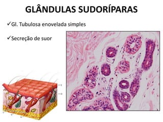 GLÂNDULAS SUDORÍPARAS
Gl. Tubulosa enovelada simples

Secreção de suor
 