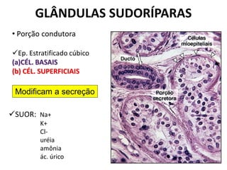 GLÂNDULAS SUDORÍPARAS
• Porção condutora

Ep. Estratificado cúbico
(a)CÉL. BASAIS
(b) CÉL. SUPERFICIAIS

 Modificam a secreção

SUOR: Na+
         K+
         Cl-
         uréia
         amônia
         ác. úrico
 
