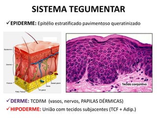 SISTEMA TEGUMENTAR
EPIDERME: Epitélio estratificado pavimentoso queratinizado




DERME: TCDñM (vasos, nervos, PAPILAS DÉRMICAS)
HIPODERME: União com tecidos subjacentes (TCF + Adip.)
 