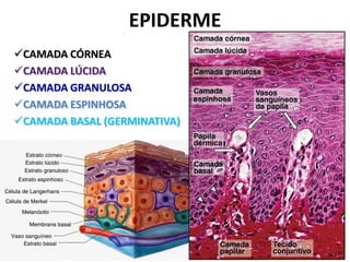 EPIDERME
CAMADA CÓRNEA                1.   QUERATINÓCITOS
CAMADA LÚCIDA                2.   MELANÓCITOS
                              3.   CÉLULAS DE LANGERHANS
CAMADA GRANULOSA
                              4.   CÉLULAS DE MERKEL
CAMADA ESPINHOSA
CAMADA BASAL (GERMINATIVA)
 